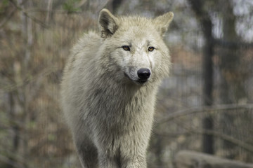 Obraz premium Wolf grey white hudson bay dog ancestor looking in the camera