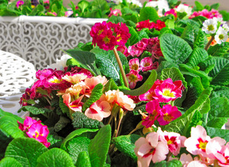 Primules of red, pink, white colors. Flowers in the pot in a cafe or restaurant for decoration in the summer.