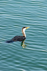 Cormorant swimming vert