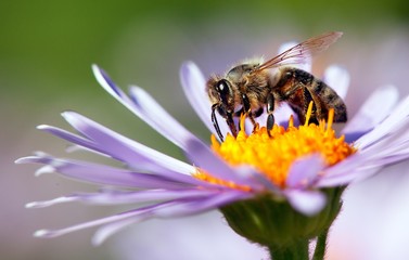 bee or honeybee in Latin Apis Mellifera on flower - obrazy, fototapety, plakaty