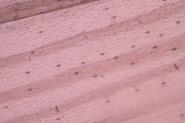 Close up plants cell.