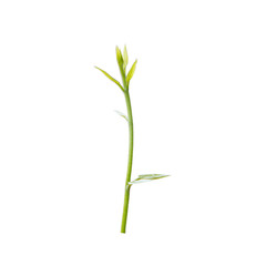 Fototapeta na wymiar Green plants on white background.