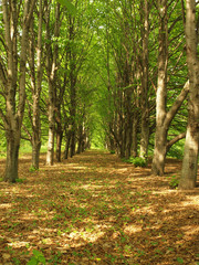 Obraz premium The park is in full bloom