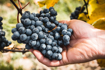 Weinlese