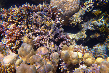 Fototapeta premium colorful coral reef