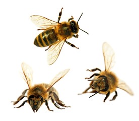 group of bee or honeybee in Latin Apis Mellifera