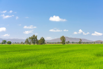 Fototapeta premium Paddy jasmine rice farm in Thailand