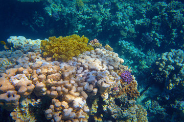 Naklejka na ściany i meble colorful coral reef