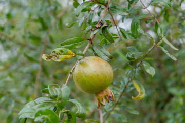 Pomegranate fruit on tree