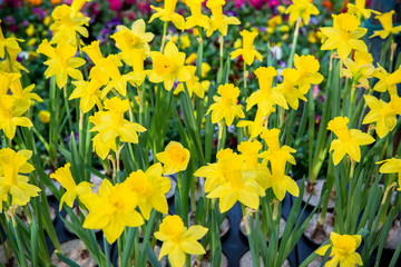 Fototapeta premium Flowers in the garden receive sunlight.