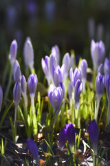 Spring flowers, crocuses blooming in the garden. Spring time.