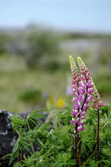 夕暮れに揺れるルピナス - テカポ湖畔にて