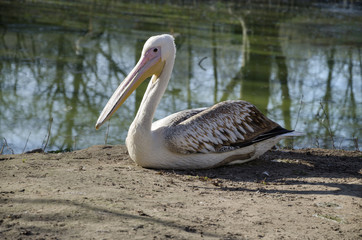 beautiful pelican on the beach