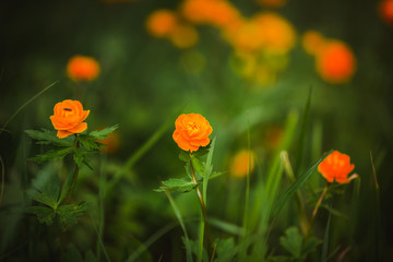 Spring's first wildflowers