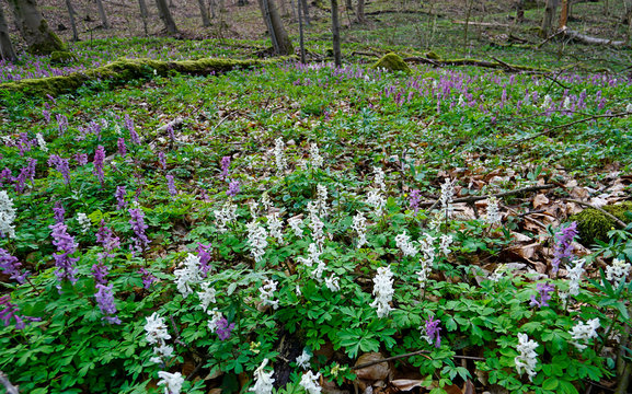 Bl&uuml;tenteppich im Fr&uuml;hlingswald