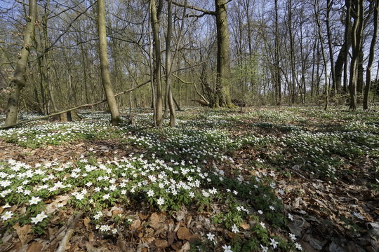 Bl&uuml;tenteppich im Fr&uuml;hlingswald