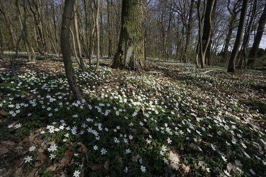 Bl&uuml;tenteppich im Fr&uuml;hlingswald