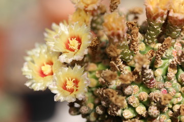 Closeup of beautiful delicate cactus flowers in light yellow with orangey red in the center