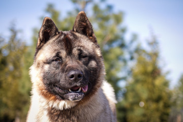 American akita dog posing outside in beautiful spring