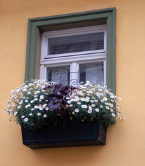 Window