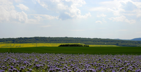 Blooming fields