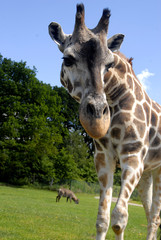 Giraffe
