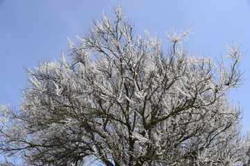 Spring flowering trees. Pollination of flowers of apricot. Blooming wild apricot in the garden