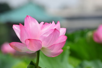 Obraz premium blooming Hasu