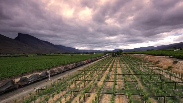 Low angle aerial of a train passing through a South African vineyard.