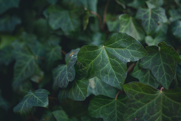 Leaves background with shallow depth of field and faded look