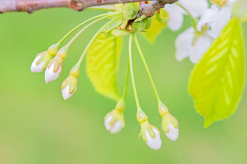Blossom and buds of apple tree, macro