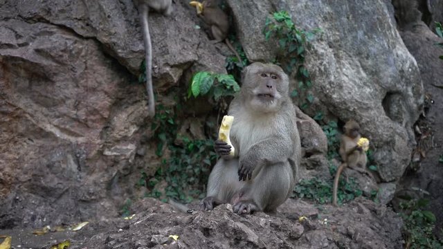 portrait of a monkey close-up outdoors.