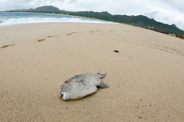 Fototapeta premium Dead fish washed ashore after a hurricane