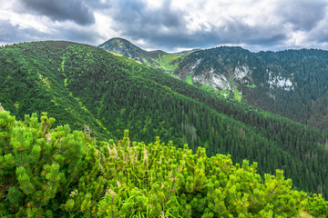 Green mountain landscape, highlands covered pine forest