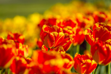 Fototapeta premium Nice striped tulips