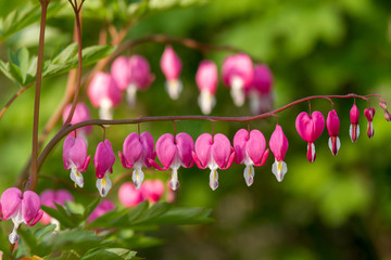 Heart shaped flowers in the garden