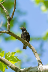 Beautiful starling on the branch in springtime