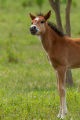 Naklejka na ściany i meble Nice foal on the meadow in springtime