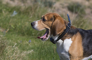 Beagle