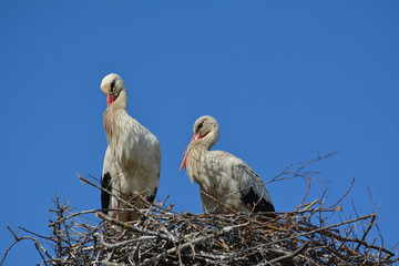 A stork couple in the nest