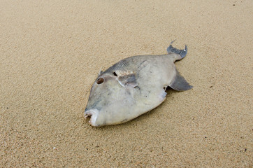 Fototapeta premium Dead fish washed ashore after a hurricane