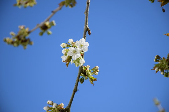 Kirschblüte im April