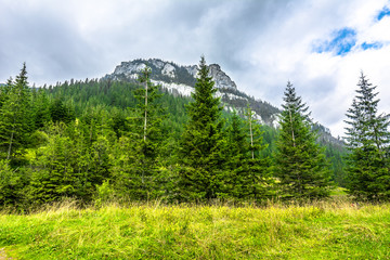 Pine forest around mountain peak, landscape, spring background