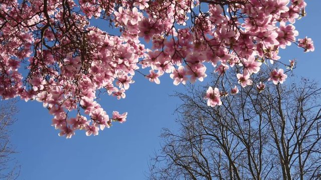 Fiori di magnolia rosa