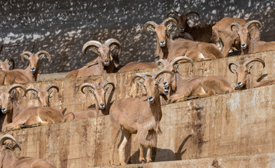 Fototapeta na wymiar Family of Hispanic goats climbed up a cliff