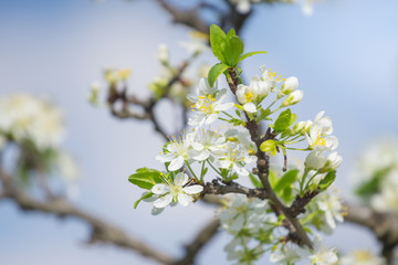 flowered plum branch with white flowers and blue sky background