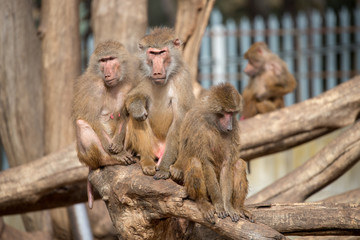 Family of baboon monkeys playing in group