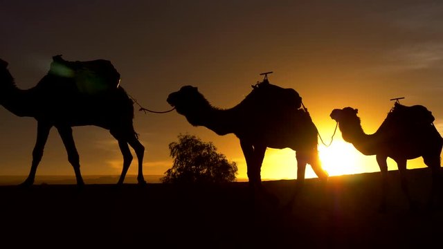 Silhouettes of walking camels at sunset. Caravan in sahara desert. 4K, UHD

