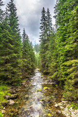 Fototapeta premium Rapid river in mountains, landscape in spring