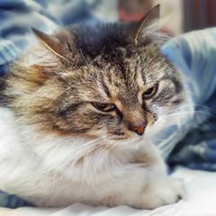 Fototapeta premium .A fluffy cat lies in bed. Focus concept.